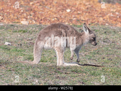 Eastern Grey Kangaroo Juni 3rd, 2019 Bongil Bongil National Park, Australien Stockfoto