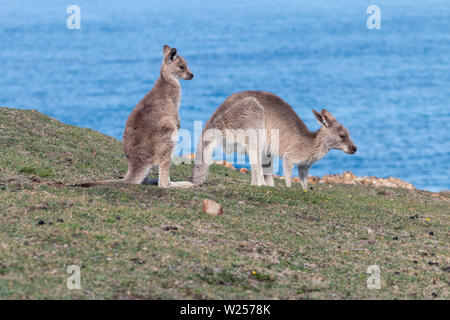 Eastern Grey Kangaroo Juni 3rd, 2019 Bongil Bongil National Park, Australien Stockfoto