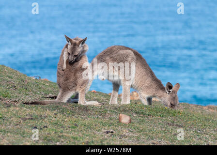 Eastern Grey Kangaroo Juni 3rd, 2019 Bongil Bongil National Park, Australien Stockfoto