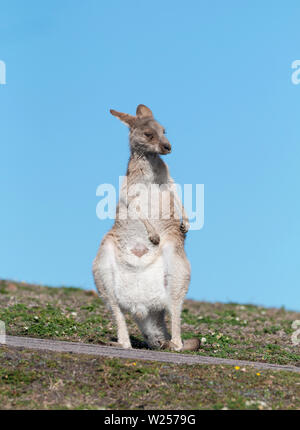 Eastern Grey Kangaroo Juni 3rd, 2019 Bongil Bongil National Park, Australien Stockfoto