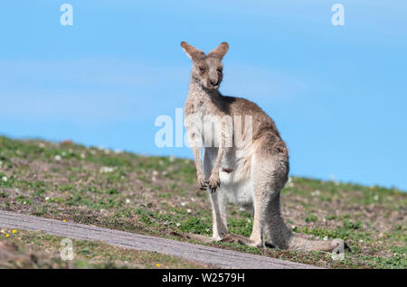 Eastern Grey Kangaroo Juni 3rd, 2019 Bongil Bongil National Park, Australien Stockfoto