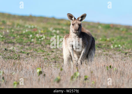 Eastern Grey Kangaroo Juni 3rd, 2019 Bongil Bongil National Park, Australien Stockfoto