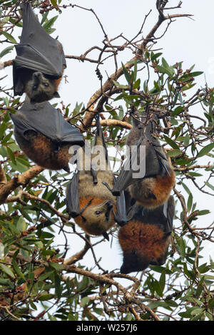 Graue Flying Fox Juni 12th, 2019 Centennial Park in Sydney, Australien Stockfoto