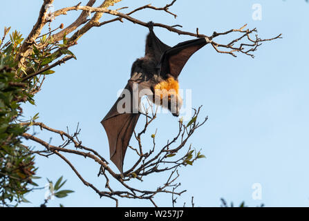 Graue Flying Fox Juni 12th, 2019 Centennial Park in Sydney, Australien Stockfoto