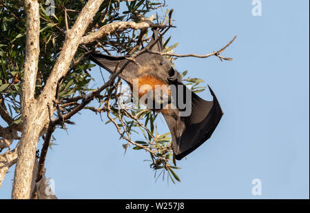 Graue Flying Fox Juni 12th, 2019 Centennial Park in Sydney, Australien Stockfoto