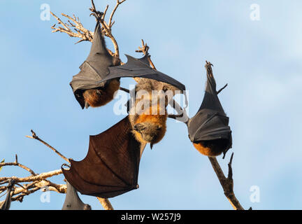 Graue Flying Fox Juni 12th, 2019 Centennial Park in Sydney, Australien Stockfoto