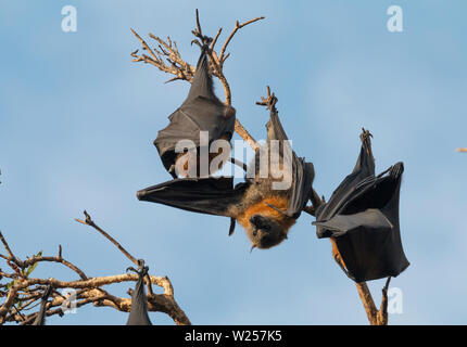 Graue Flying Fox Juni 12th, 2019 Centennial Park in Sydney, Australien Stockfoto