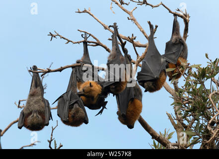 Graue Flying Fox Juni 12th, 2019 Centennial Park, Sydney, Australien Stockfoto