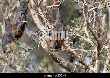 Graue Flying Fox Juni 12th, 2019 Centennial Park, Sydney, Australien Stockfoto