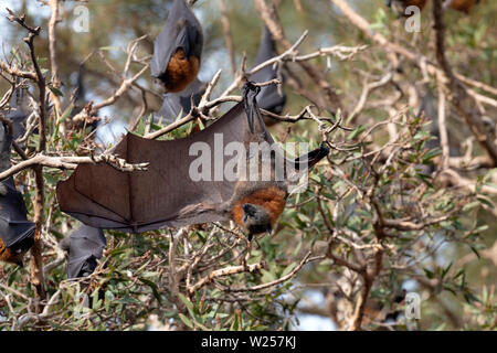 Graue Flying Fox Juni 12th, 2019 Centennial Park, Sydney, Australien Stockfoto