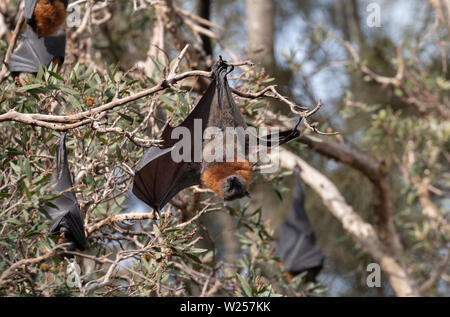 Graue Flying Fox Juni 12th, 2019 Centennial Park, Sydney, Australien Stockfoto