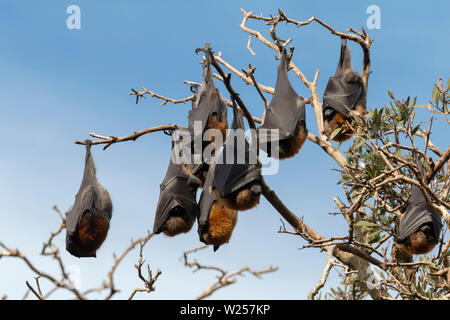 Graue Flying Fox Juni 12th, 2019 Centennial Park, Sydney, Australien Stockfoto