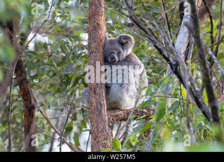 Wild Koala Juni 4, 2019 Lismore, Australien Stockfoto