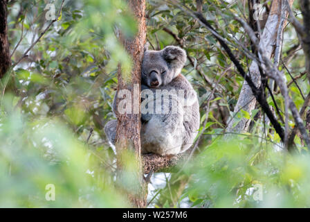 Wild Koala Juni 4, 2019 Lismore, Australien Stockfoto