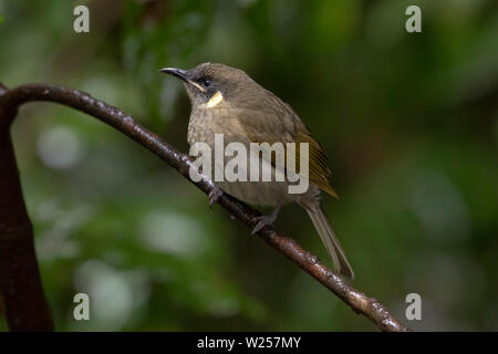 Lewin's Honeyeater Juni 9th, 2019 in der Nähe von Tarzali, Australien Stockfoto