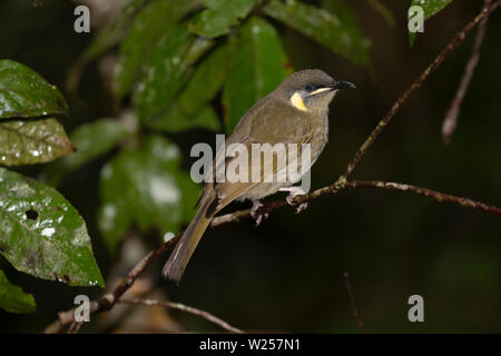 Lewin's Honeyeater Juni 11th, 2019 in der Nähe von Tarzali, Australien Stockfoto