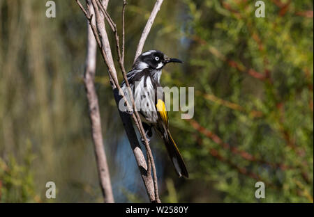 New Holland Honeyeater Mai 30th, 2019 Blue Mountains, Australien Stockfoto