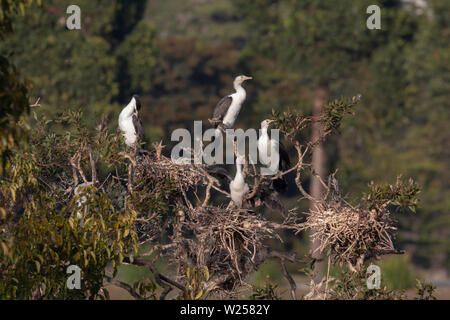 Pied Cormorant Juni 12th, 2019 Centennial Park in Sydney, Australien Stockfoto