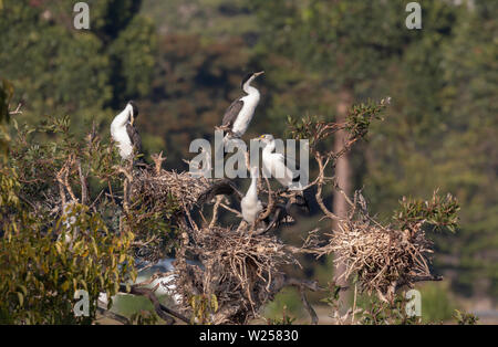 Pied Cormorant Juni 12th, 2019 Centennial Park in Sydney, Australien Stockfoto