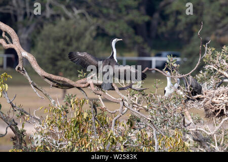 Pied Cormorant Juni 12th, 2019 Centennial Park, Sydney, Australien Stockfoto