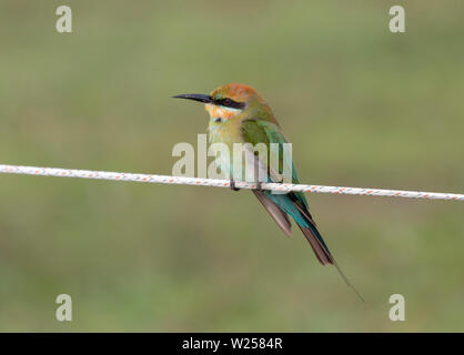 Rainbow Bienenfresser Juni 7th, 2019 in der Nähe von Port Douglas, Australien Stockfoto