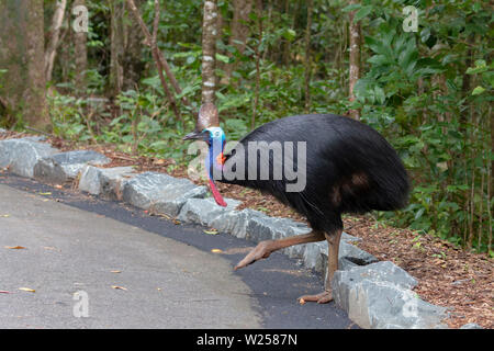 Southern Cassowary - in und um den Daintree National Park in Australien Stockfoto