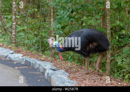 Southern Cassowary - in und um den Daintree National Park in Australien Stockfoto