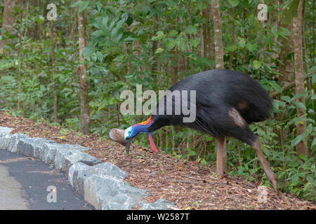 Southern Cassowary - in und um den Daintree National Park in Australien Stockfoto