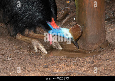 Southern Cassowary - in und um den Daintree National Park in Australien Stockfoto