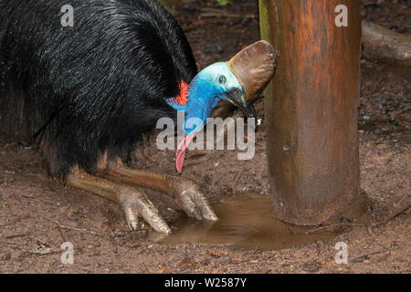 Southern Cassowary - in und um den Daintree National Park in Australien Stockfoto