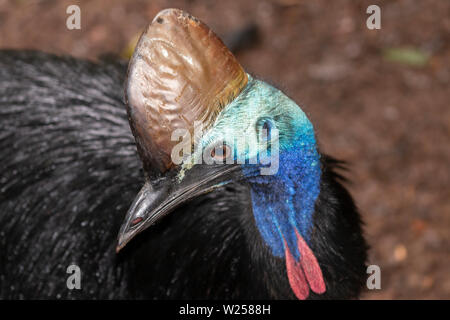 Southern Cassowary - in und um den Daintree National Park in Australien Stockfoto