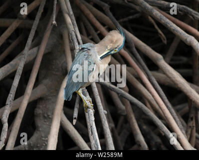 Gestreift Heron Juni 6th, 2019 Port Douglas, Australien Stockfoto
