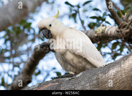 Schwefel-Crested Cockatoo Juni 12th, 2019 Centennial Park, Sydney, Australien Stockfoto