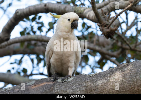 Schwefel-Crested Cockatoo Juni 12th, 2019 Centennial Park, Sydney, Australien Stockfoto