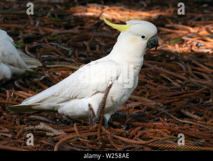 Schwefel-Crested Cockatoo Juni 12th, 2019 Centennial Park, Sydney, Australien Stockfoto