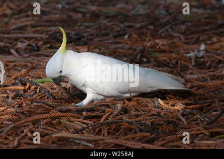 Schwefel-Crested Cockatoo Juni 12th, 2019 Centennial Park, Sydney, Australien Stockfoto