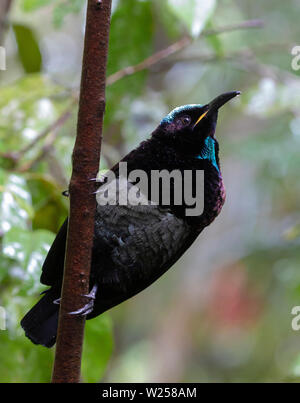 Victoria's Riflebid Juni 8th, 2019 des Regenwaldes Treehouse, in der Nähe von Tarzali, Australien Stockfoto