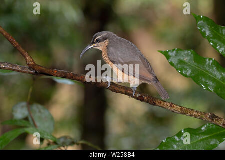 Victoria's Riflebird Juni 9th, 2019 des Regenwaldes Treehouse, in der Nähe von Tarzali, Australien Stockfoto