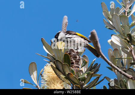 Weiß ist Honeyeater Juni 3rd, 2019 Bongil Bongil National Park, Australien Stockfoto