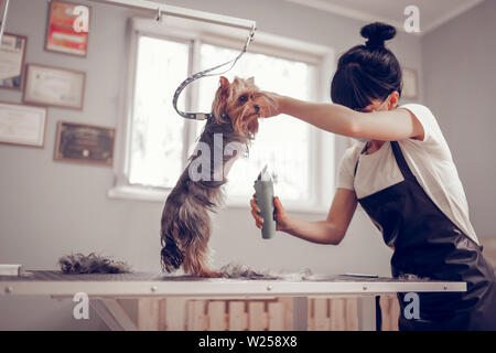 Ständigen in der Nähe der Fenster. Dunkelhaarige junge Frau, die in der Nähe der Fenster während der Rasur kleinen niedlichen Hund Stockfoto