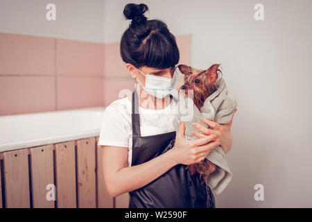 In Handtuch gewickelt. Dunkelhaarige Frau mit Maske, die niedlichen kleinen Hund in Handtuch gewickelt Stockfoto