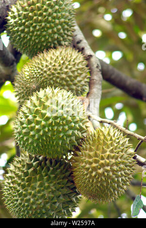 Große durian hängen an den Zweigen der Bäume durian Stockfoto