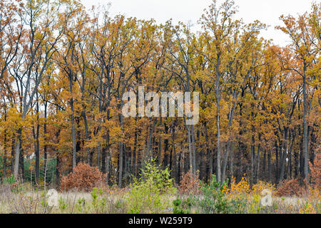 Herrliche Eiche Wald im Herbst Tag Stockfoto