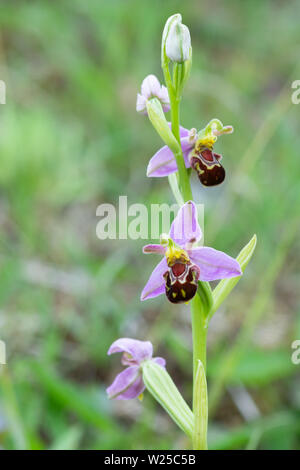 Bienen-ragwurz Ophrys apifera, im Gras Stockfoto