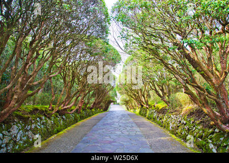 Hakone Palace Garden in Hakone, Präfektur Kanagawa, Japan gelöst Stockfoto