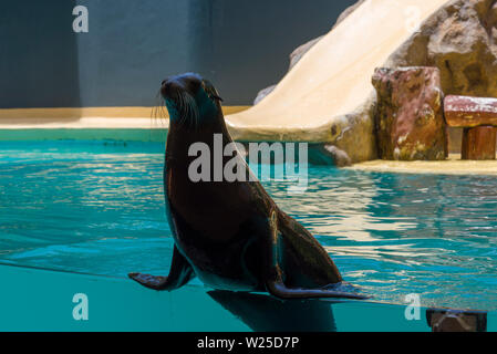 Navy Seal im Zoo an der Leistung. Das Konzept von Tourismus und Erholung. Stockfoto