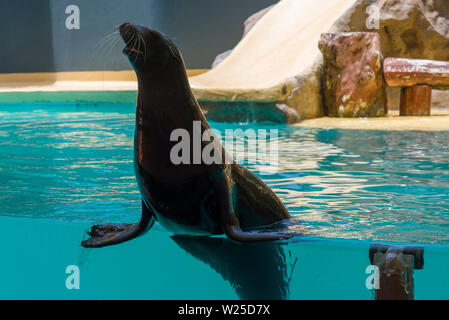 Navy Seal im Zoo an der Leistung. Das Konzept von Tourismus und Erholung. Stockfoto