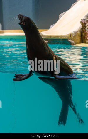 Navy Seal im Zoo an der Leistung. Das Konzept von Tourismus und Erholung. Stockfoto