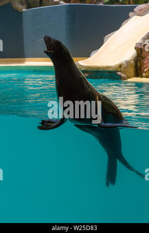 Navy Seal im Zoo an der Leistung. Das Konzept von Tourismus und Erholung. Stockfoto