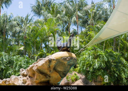 Navy Seal im Zoo an der Leistung. Das Konzept von Tourismus und Erholung. Stockfoto